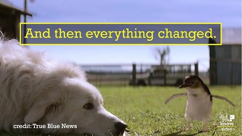 These dogs saved tiny penguins from extinction
