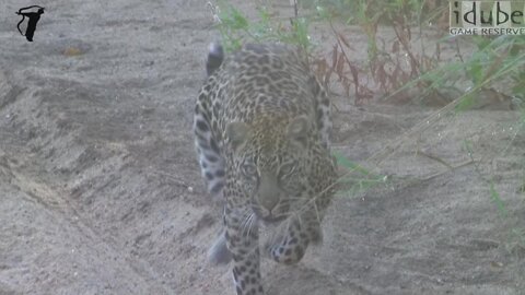 Leopard Charge