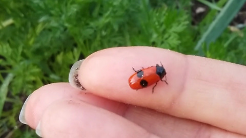 Mutated Ladybug