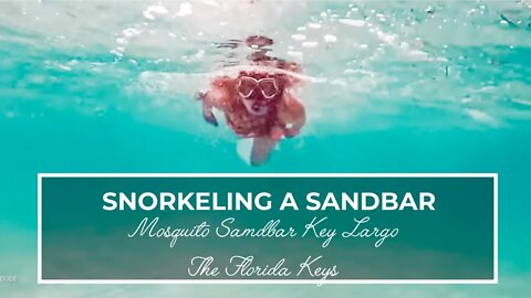 Snorkeling Mosquito Bank Sandbar in 2022 Key Largo, Florida | The Florida Keys