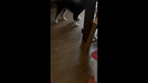 Playful husky puppy steals moms ribbon