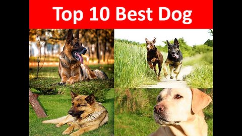 Top 10 Best Dog Breads for Beginners.