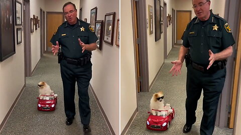 Florida Sheriff's Office Adorably Uses Dog in Road Safety Demonstration