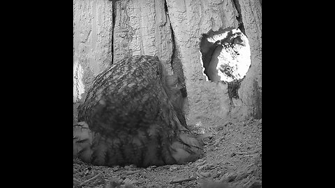 Tawny owls get ready for chicks