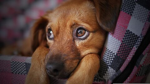 Sad Cute Dogs || Cute Puppies || sad movment videos ||