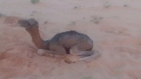 mother camel giving birth to a baby calf - this video hit my ❤️ Baby camel🐪 1st day of birth