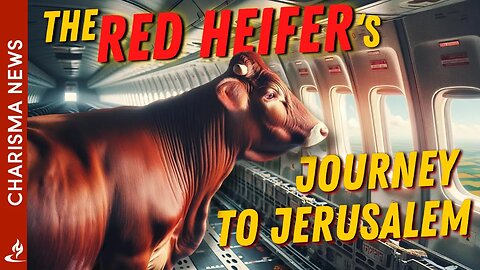 The Prophetic Journey of the Red Heifers from Texas to Israel