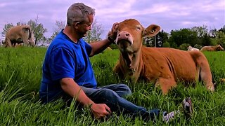 Cow acts just like a very sweet doggy