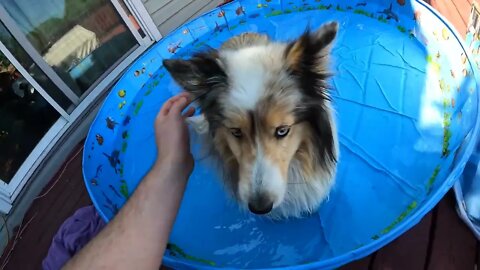Unboxing: Dog Pool Foldable Hard Plastic Swimming Bath PVC Pet Pool for Large Dogs Kiddie Outdoor