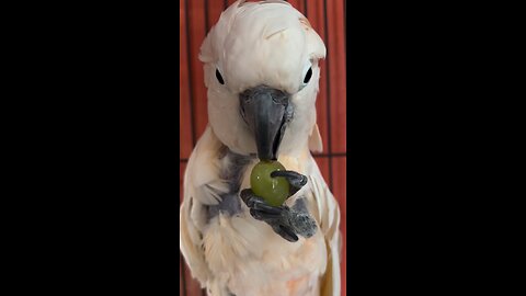 Check out Carmen, the Moluccan Cockatoo, enjoying a snack! Despite having a bite force upwards of