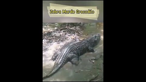 Crocodilos #shorts