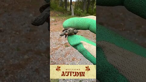 Baby Turtle's First Autumn #turtle #autumn #nature #naturelovers