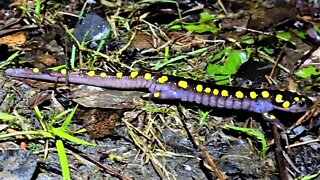 Spotted salamander spring migration is an incredible event to witness