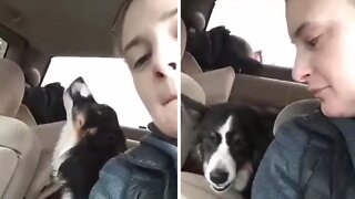 Howling Dog Only Sings Along To This Specific Song