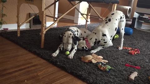 Dalmatian couple enjoy playtime together