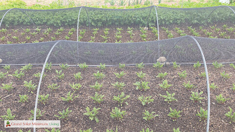 Shade Cloth Protection For Summer Transplants