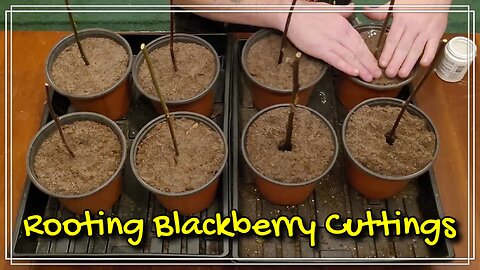 Rooting Blackberry Cuttings in Pots