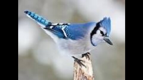 Singing Blue Jay