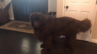 Game of peek-a-boo turns into chaos for giant Newfoundland