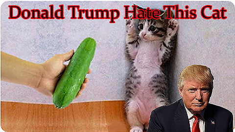 Donald Trump Hate This Cat Why ?????