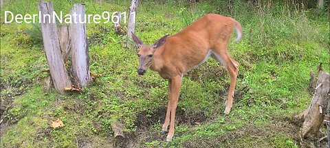 Skinny deer enjoys mushrooms