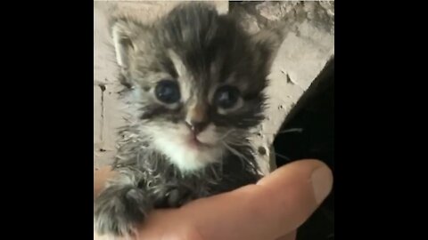 Orphaned kitten asserts herself …