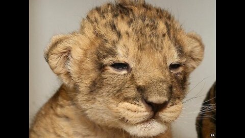 Close Up of Sleepy Lion Cub