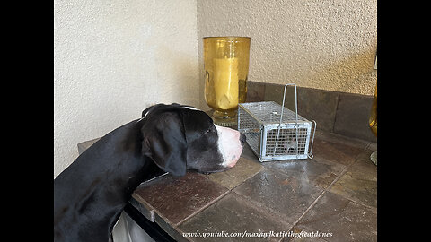 Funny Great Dane Visits With Mouse Caught With Peanut Butter In Live Trap