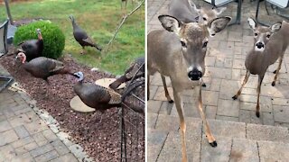 Deer and turkeys gather together in backyard for treats