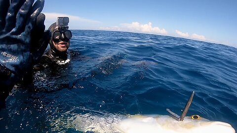 Spearfishing 60+ feet & Feeding a Hammerhead | Catch and Cook