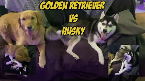 Golden Retriever VS Husky: Freya and Daisy Playing