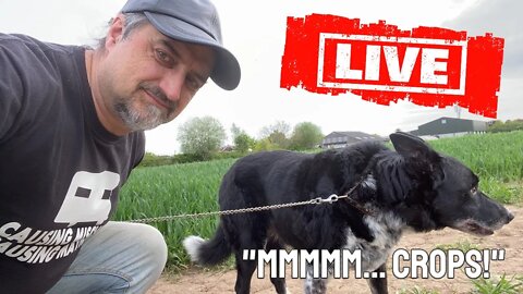 Live in a field of Crops #vanlife #livestream #whatdogsthinkofcrops