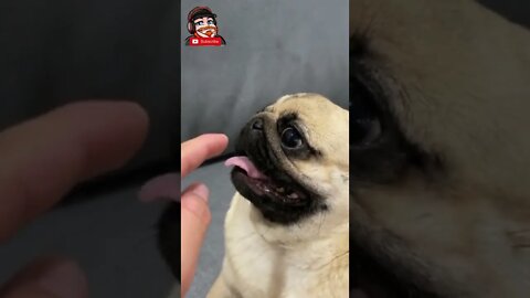 What Will The Pug Do?😹 - [try hard not to Laugh] 😂 - Funny Dumb Dog and Cat Videos