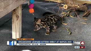Clouded leopards make debut at Naples Zoo