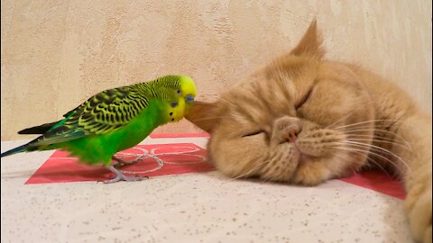 Кот и птица, милые животные #186