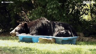 Un énorme ours s'installe dans une petite piscine d'enfant