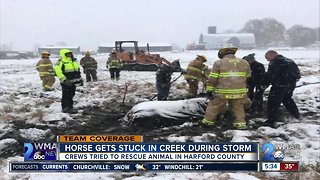 Firefighters free horse stuck in creek in Jarrettsville, but the animal couldn't survive injuries