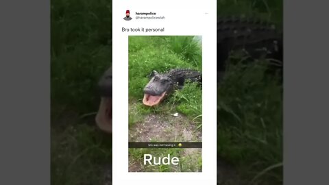 ALLIGATOR DIDN'T LIKE MY JOKE 🥲