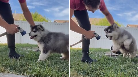 Dramatic Husky Get Extremely Vocal For Bath Time