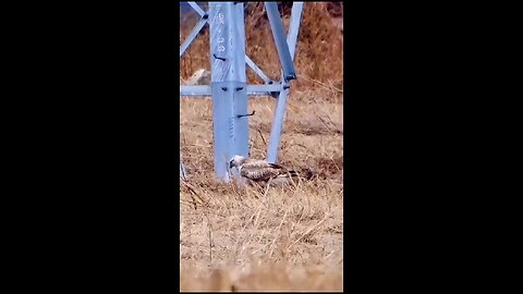 a bird attacked to eagle