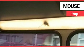 Mouse spotted scurrying around inside light panel tube on bus