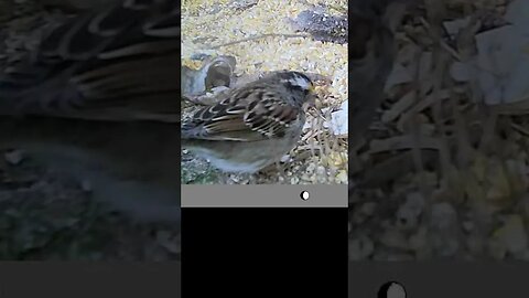 Finch🐦 closeup 👀CUTE😍 #cute #funny #animal #nature #wildlife #trailcam #farm #homestead #beautiful