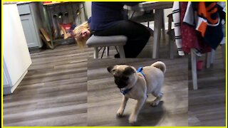 Pug puppy Attacks Vacuum!