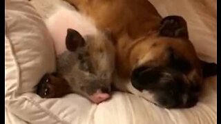 Nuttet hund og gris er bedste venner og sover sammen