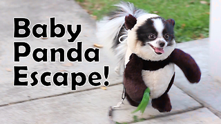 The Cutest Panda Puppy Runs Wild In The Park