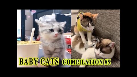 DingDon! Baby Cats Video - Funny and Cute Cat Videos 2020