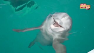 Clearwater Marine Aquarium|Morning Blend