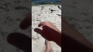 Feeding the seagulls cheetos at Orange Beach￼, Florida