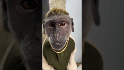 Monkey living in future 2050