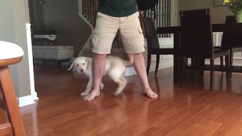 14-week-old Lab puppy shows off impressive tricks